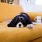 a dog lying on a couch