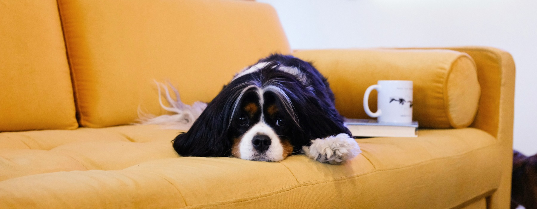 dog on couch